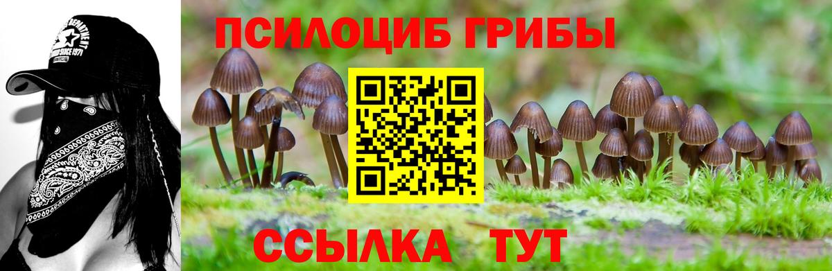 Псилоцибиновые грибы Cubensis  Вход с VPN  Волгоград 